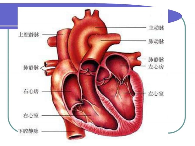 11第三节 输送血液的泵_图文.ppt.ppt_第2页