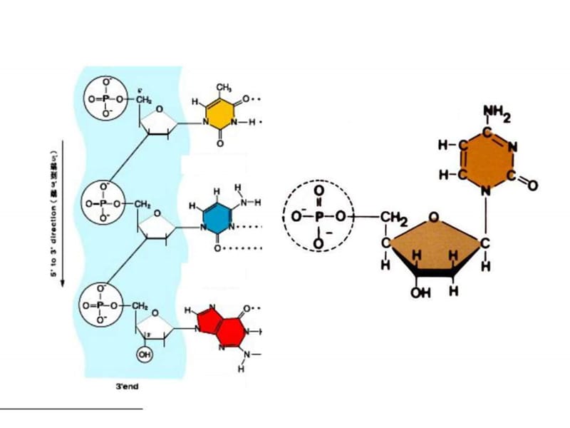 甘肃省会宁县第四中学高中生物必修二课件3.2dna分子的....ppt_第2页