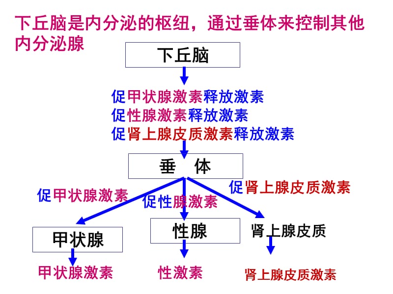 下丘脑功能.ppt_第2页