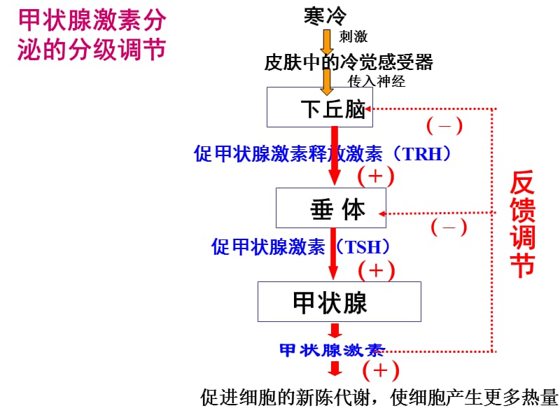 下丘脑功能.ppt_第3页