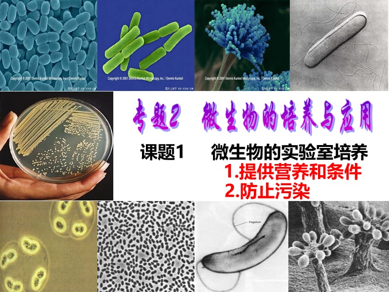 微生物的实验室培养_(经典版).ppt_第2页