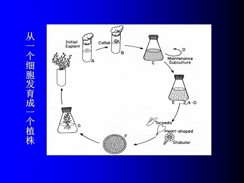 植物组织培养的基本原理.ppt_第3页