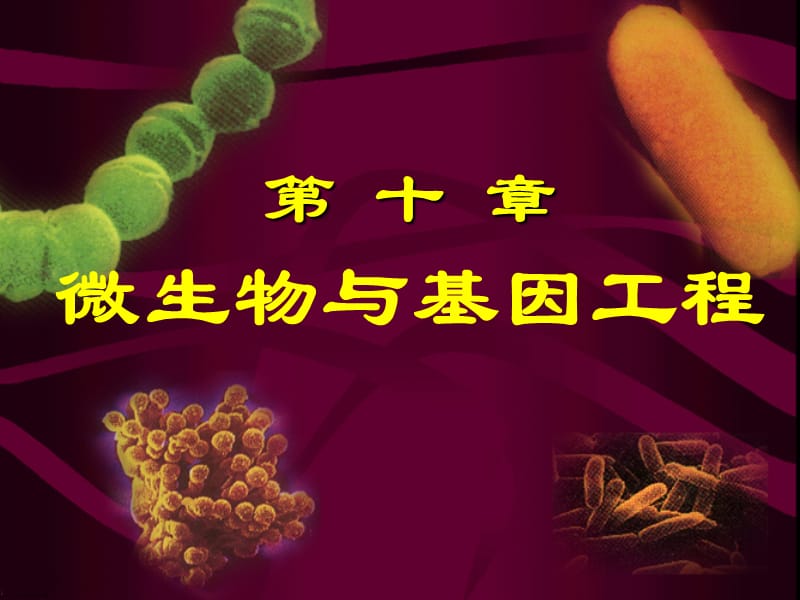 微生物与基因工程.ppt_第1页