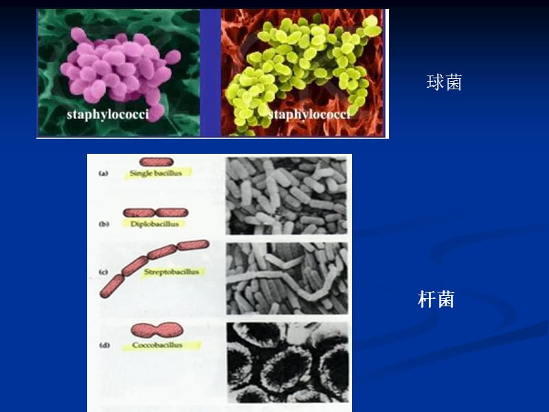 微生物实验二细菌的简单染色和革兰氏染色.ppt_第2页