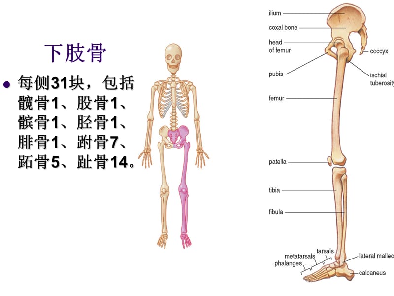 下 肢 骨.ppt_第3页