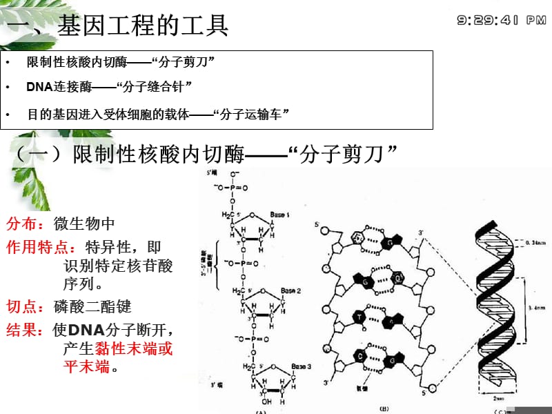 专题1基因工程.ppt_第2页