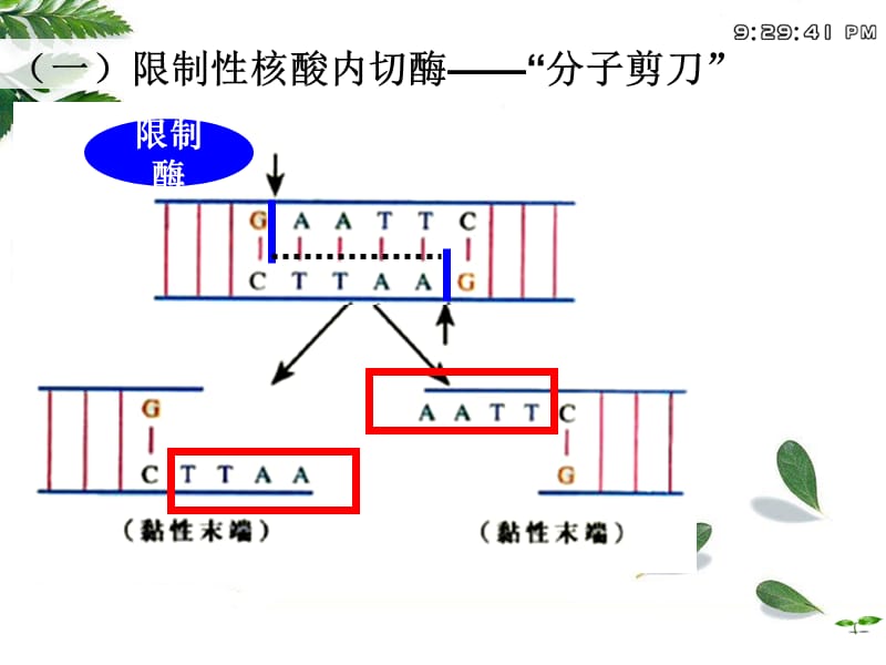 专题1基因工程.ppt_第3页