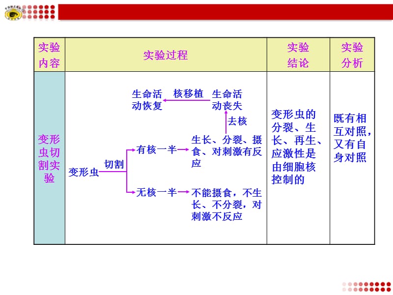 细胞核功能的实验探究.ppt_第3页