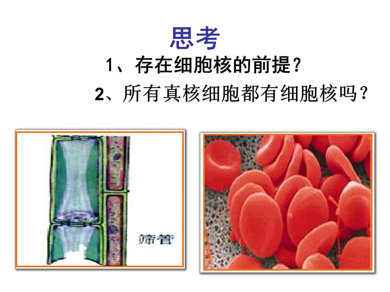 细胞核--系统的控制中心1.ppt_第2页