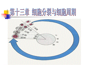 细胞增殖和细胞周期修改.ppt