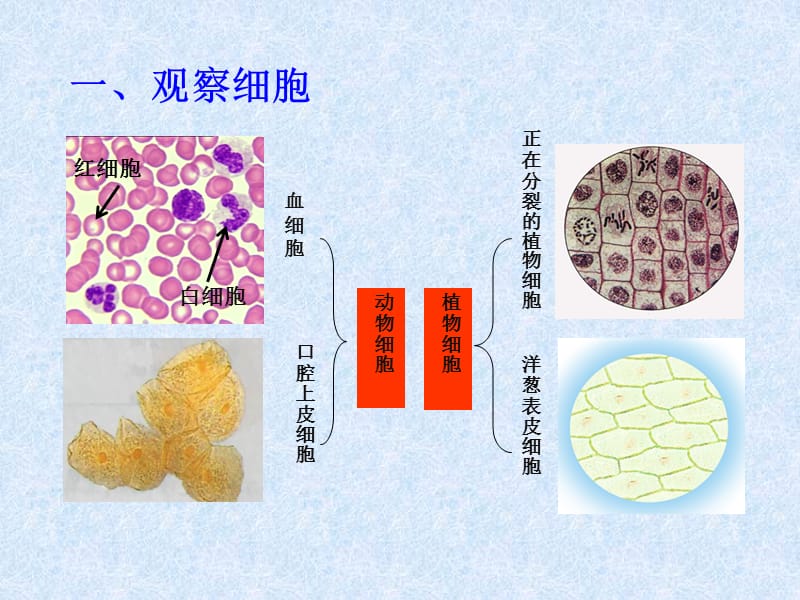 细胞的多样性和统一性讲课__课件.ppt_第1页