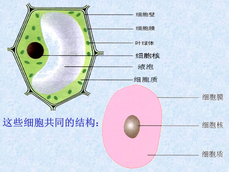 细胞的多样性和统一性讲课__课件.ppt_第2页