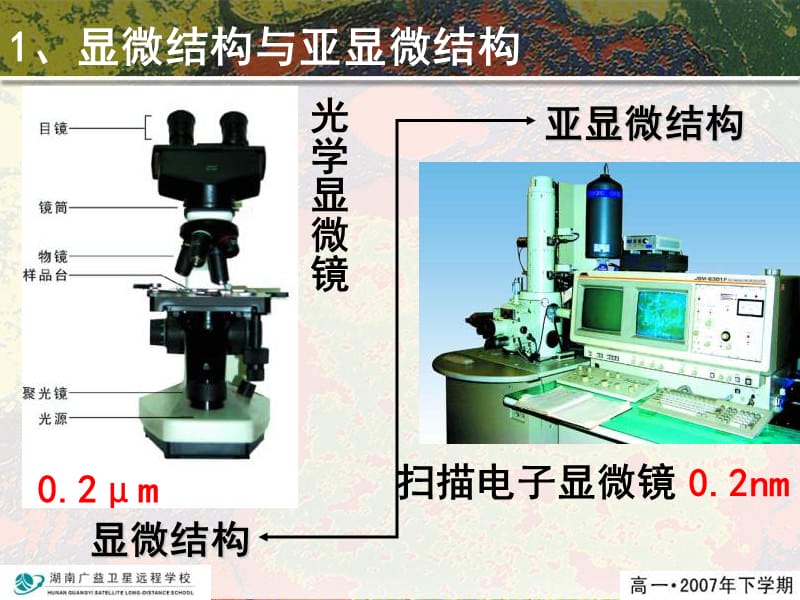 细胞核和细胞器(上课).ppt_第2页