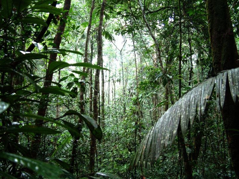 雨林的毁灭--世界性灾难47.ppt_第2页