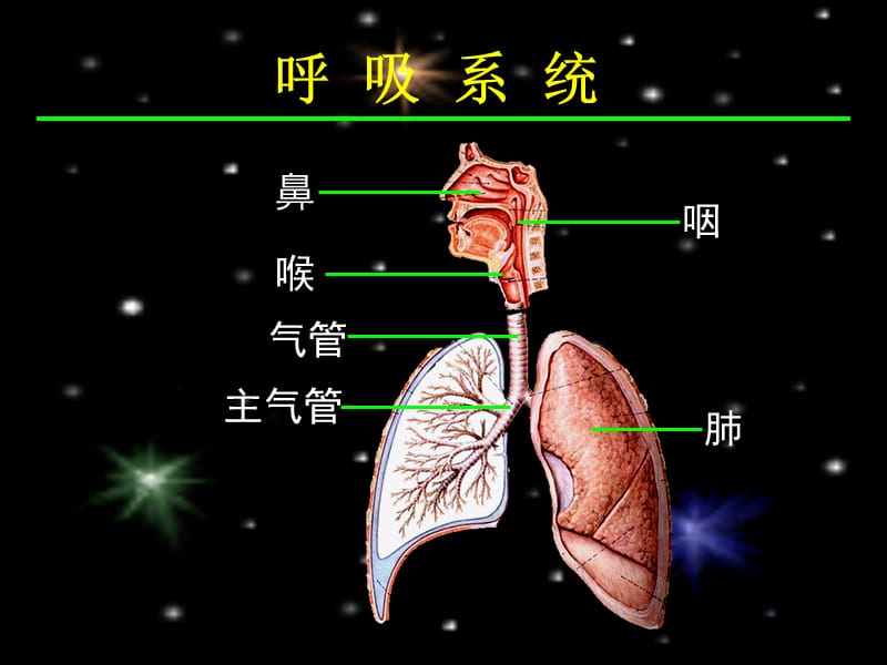 系解之呼吸系统.ppt_第3页