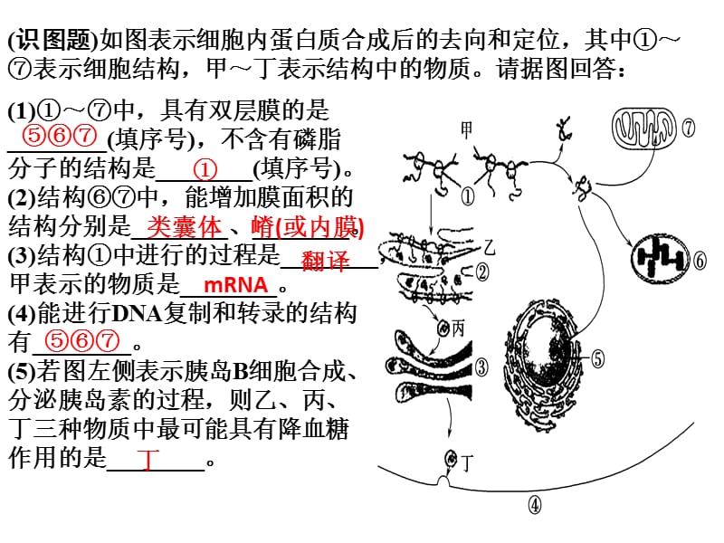 与细胞结构有关的练习题.ppt_第3页