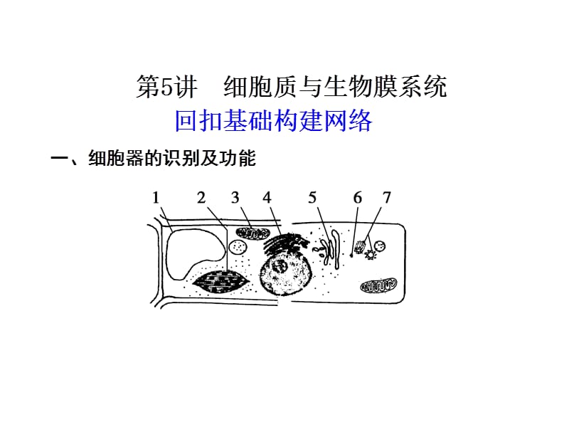 细胞质与生物膜系统ppt.ppt_第1页