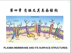 细胞生物学学第3章.ppt