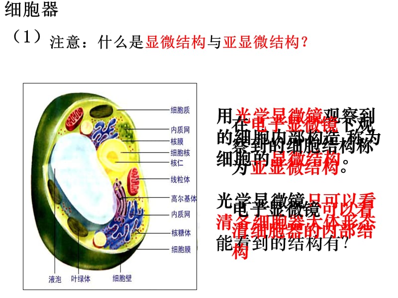 细胞器yong.ppt_第3页