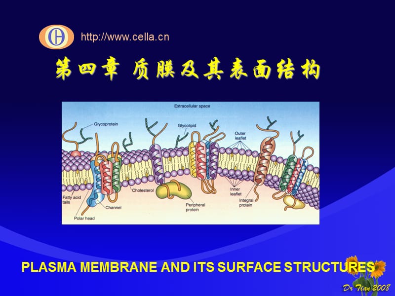 细胞的奥秘.ppt_第1页