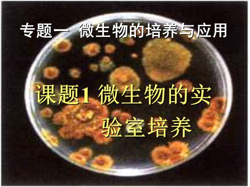 专题1微生物的实验室培养与应用.ppt_第1页