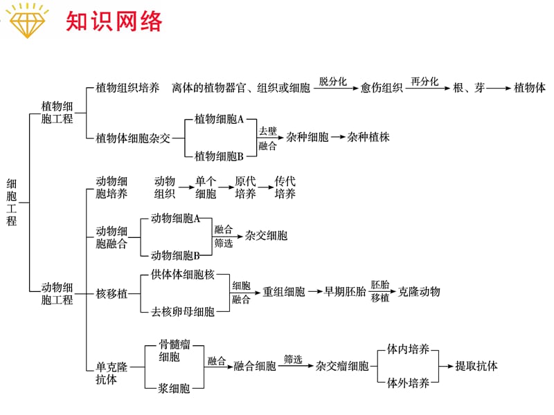 专题4 细胞工程.ppt_第2页