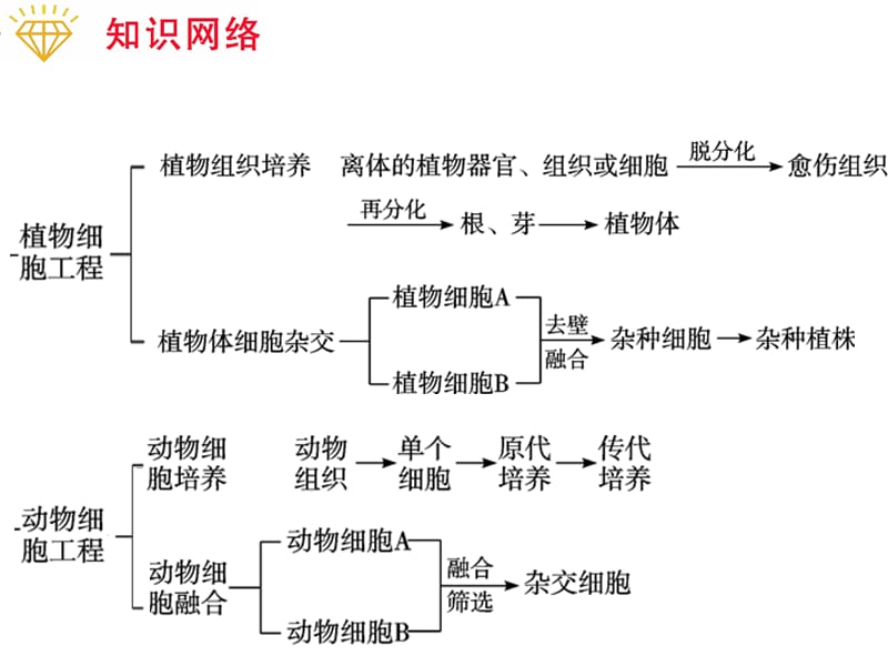 专题4 细胞工程.ppt_第3页