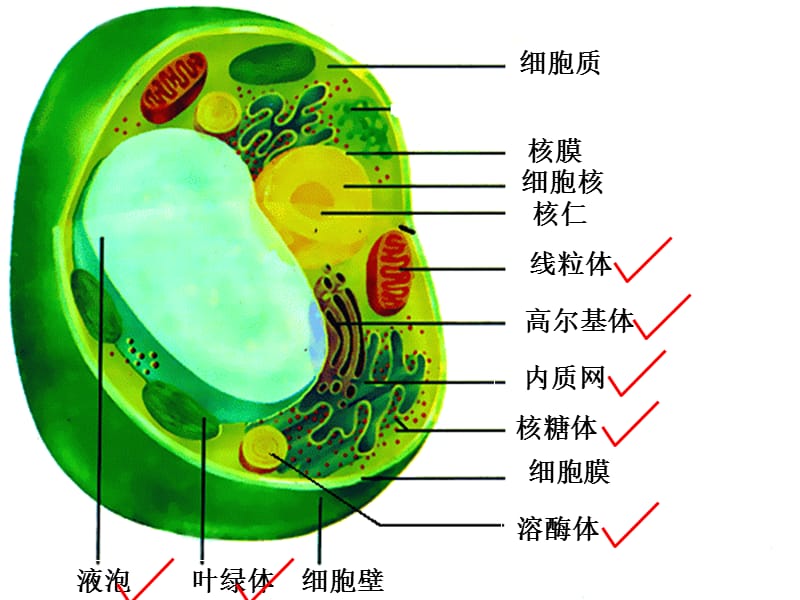 细胞器 系统内的分工合作.ppt_第1页