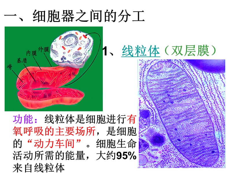 细胞器 系统内的分工合作.ppt_第3页