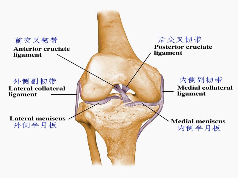 膝关节损伤.ppt_第3页