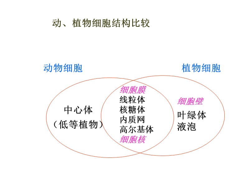 细胞器合作.ppt_第1页