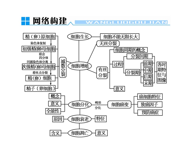 细胞周期(分裂期、分裂间期).ppt_第1页