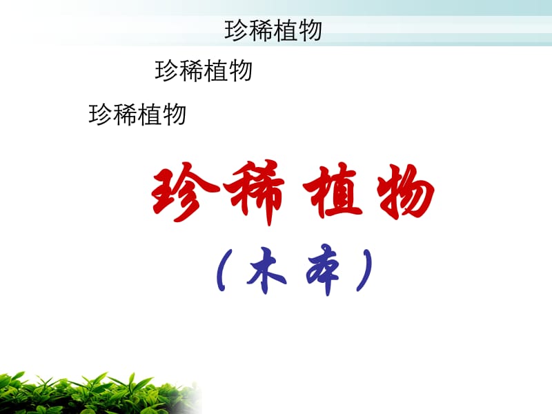 珍惜植物图片(木本).ppt_第1页