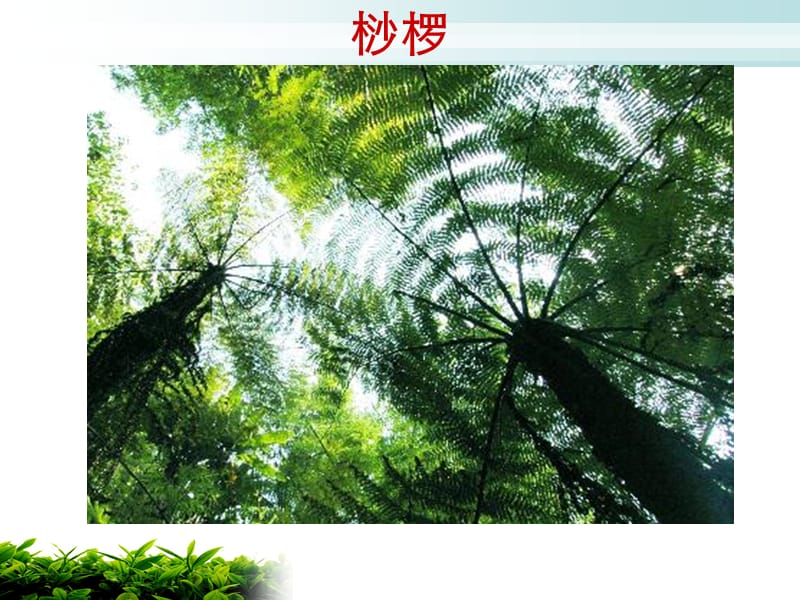 珍惜植物图片(木本).ppt_第2页