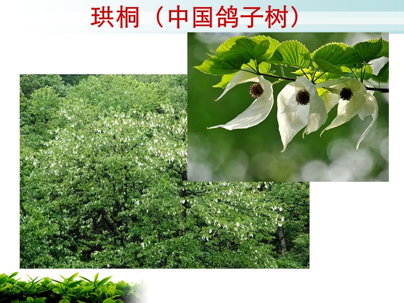 珍惜植物图片(木本).ppt_第3页