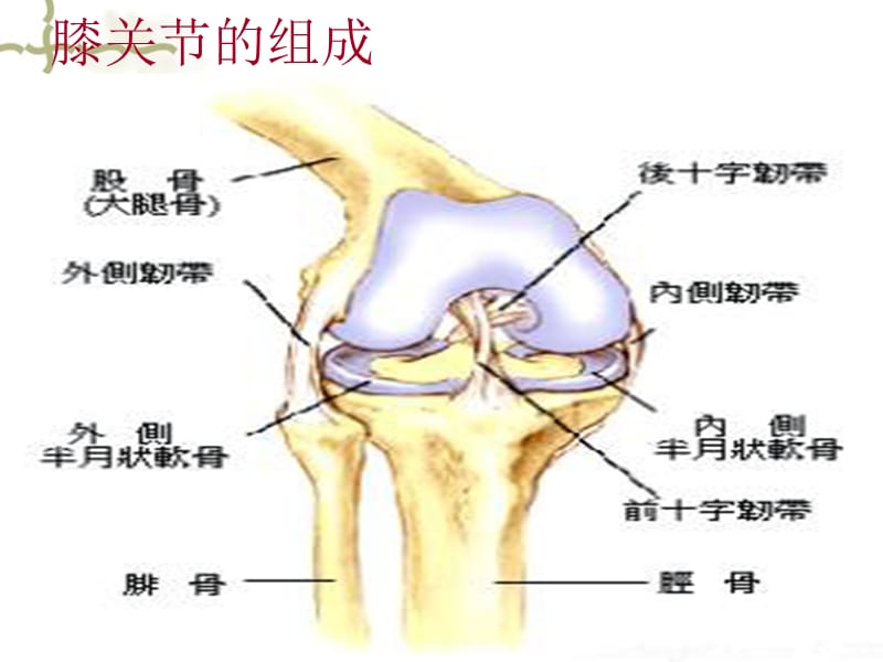 双膝关节置换.ppt_第3页