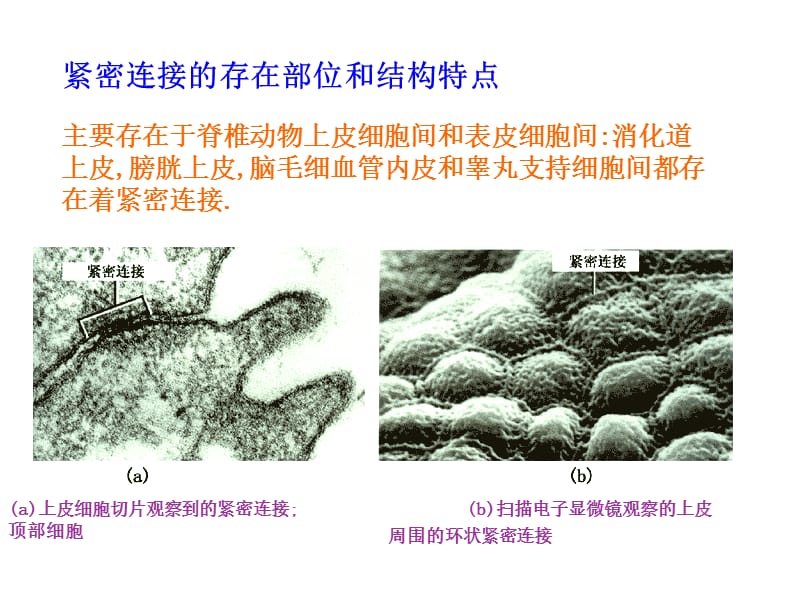 细胞生物学-细胞连接与细胞外基质.ppt_第3页