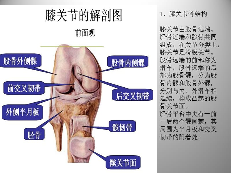 膝关节解剖及关节镜手术.ppt_第3页