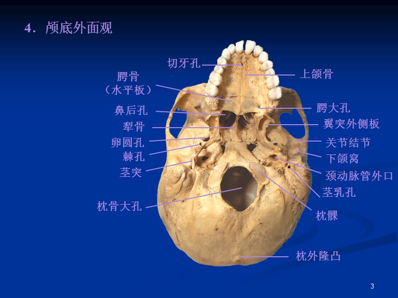 系解01骨学b.ppt_第3页