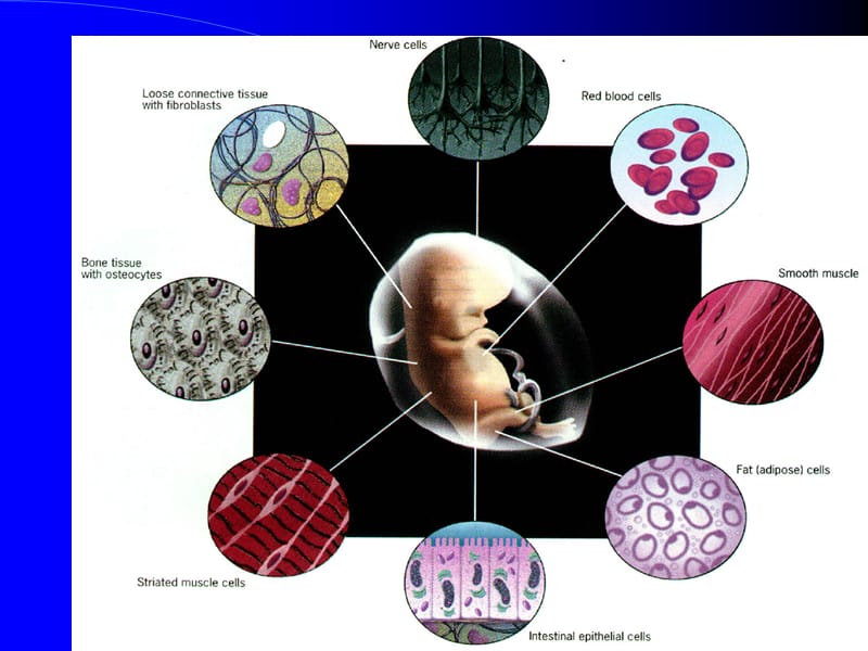 细胞分化-细胞生物学.ppt_第2页