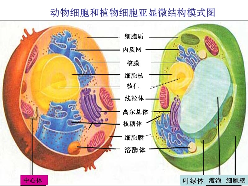 细胞器的分工合作.ppt_第2页