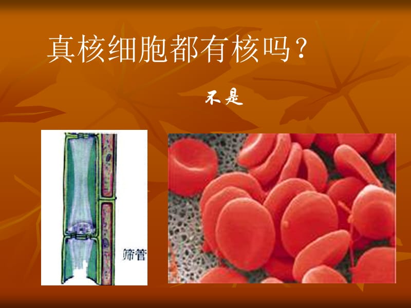 细胞核----系统的控制中心.ppt.ppt_第2页