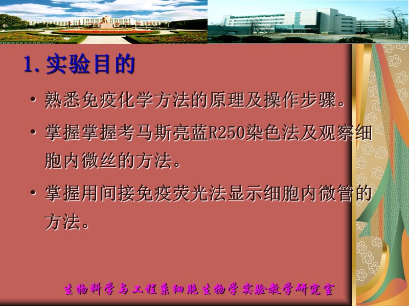 细胞骨架的观察.ppt_第2页