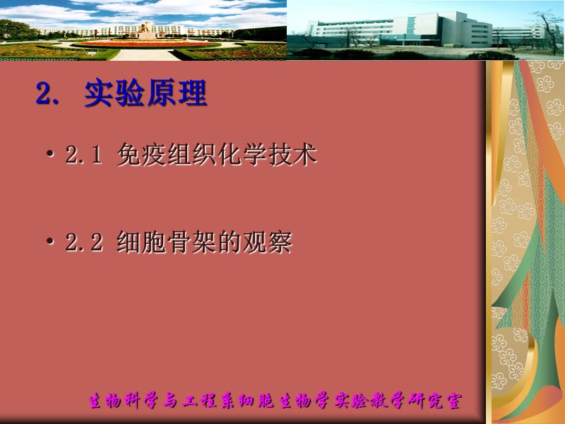 细胞骨架的观察.ppt_第3页