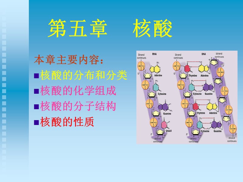 生物化学第五章 核酸.ppt_第1页