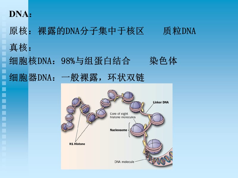 生物化学第五章 核酸.ppt_第3页