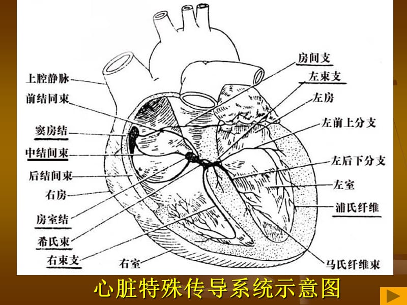 异常心电图的识别.ppt_第2页