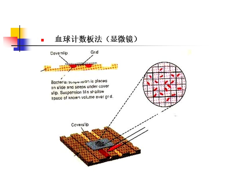 水处理生物学(第七讲).ppt_第2页