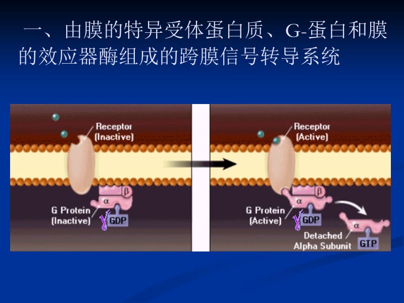 生理学杨莉细胞第二、三节.ppt_第3页