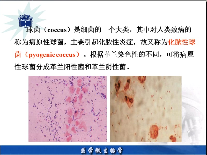 医学微生物8章.ppt_第2页